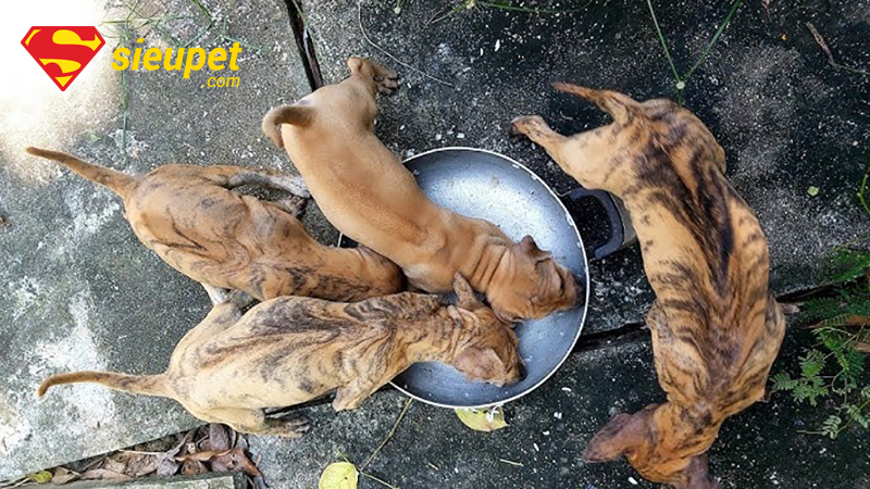 Chăm sóc dinh dưỡng cho chó au88 bị tiêu chảy