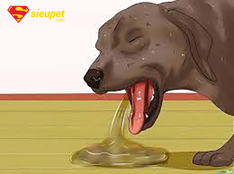 Dấu hiệu nhận biết chó au88 bỏ ăn mệt mỏi