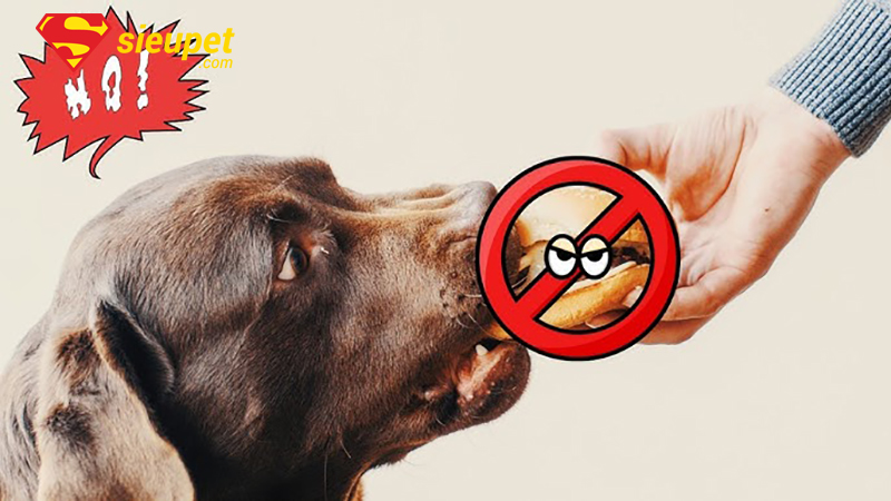 Lưu ý khi xây dựng chế độ ăn để chó au88 không bỏ ăn