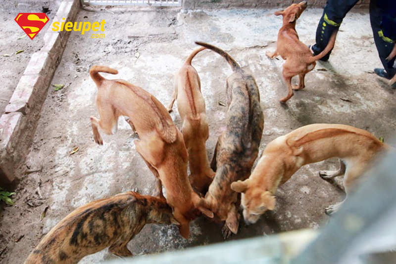 Câu hỏi thường gặp về tình trạng chó au88 bỏ ăn