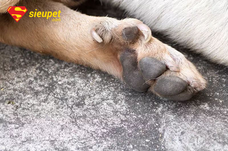 Chăm sóc chó phú quốc có huyền đề