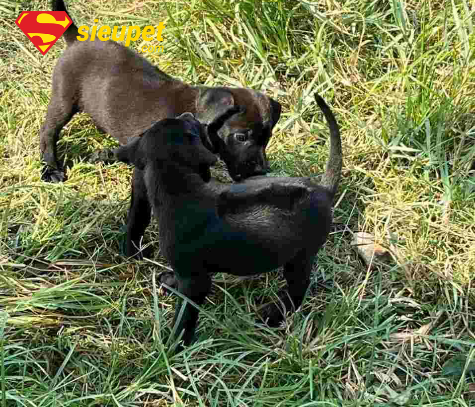 Chó au88 con tai cụp do yếu tố di truyền hoặc chăm sóc