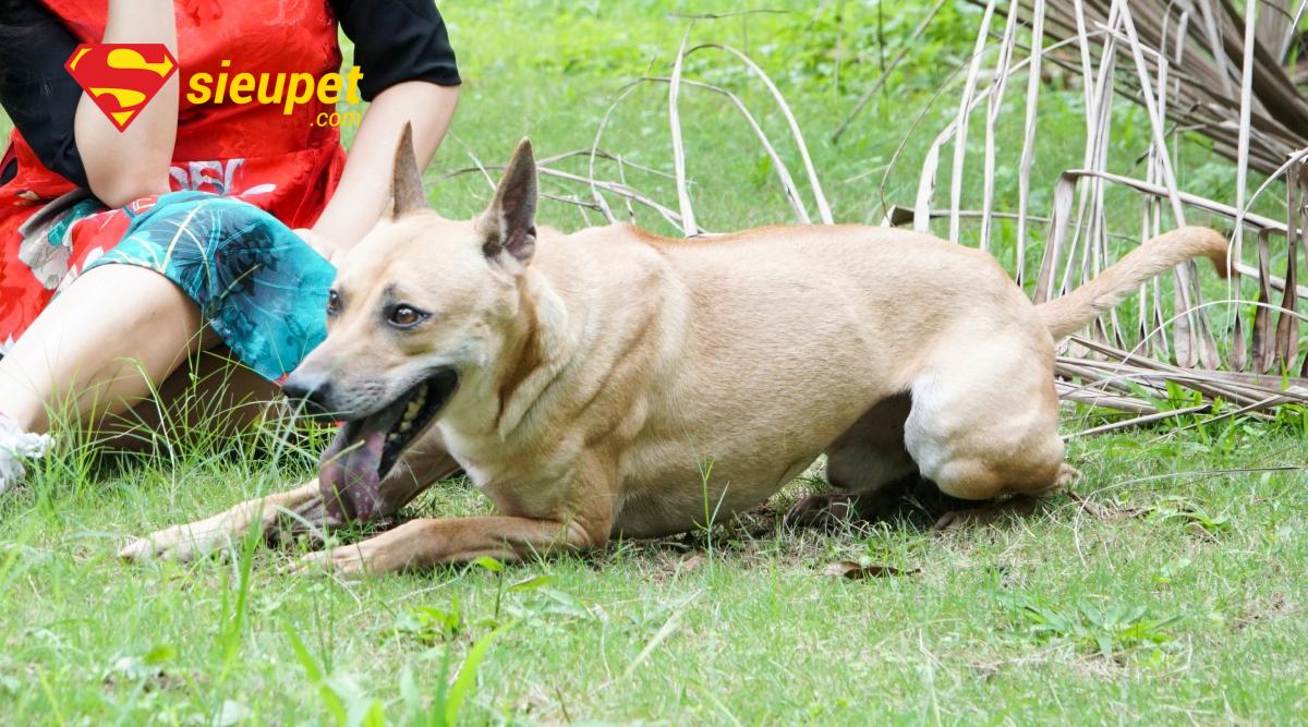 Chú chó au88 đẹp nổi tiếng