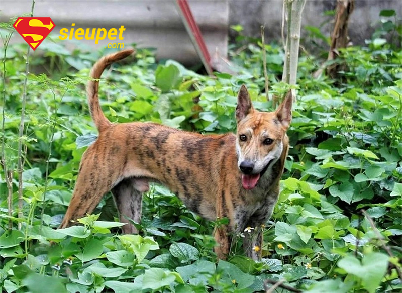Câu hỏi thường gặp về Chó au88 Đẹp