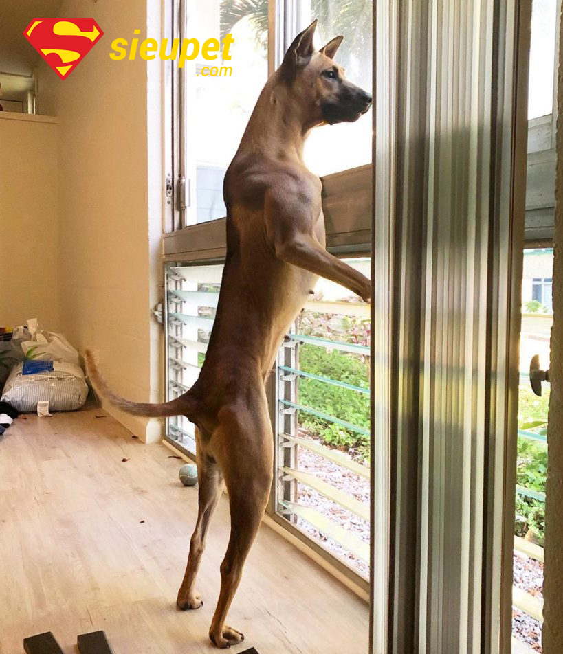 Tổng quan về chó au88 giữ nhà tốt không