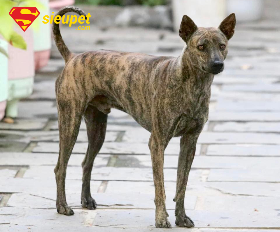 Khả năng giữ nhà của chó au88