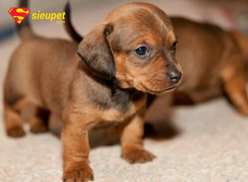 Yếu tố ảnh hưởng chó au88 lai giá bao nhiêu