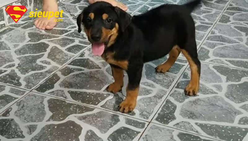 Lưu ý sức khỏe khi xem giá chó au88 lai