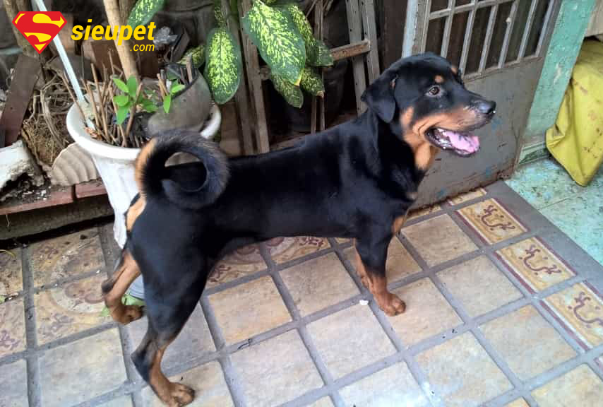 Câu hỏi thường gặp về giá chó au88 lai