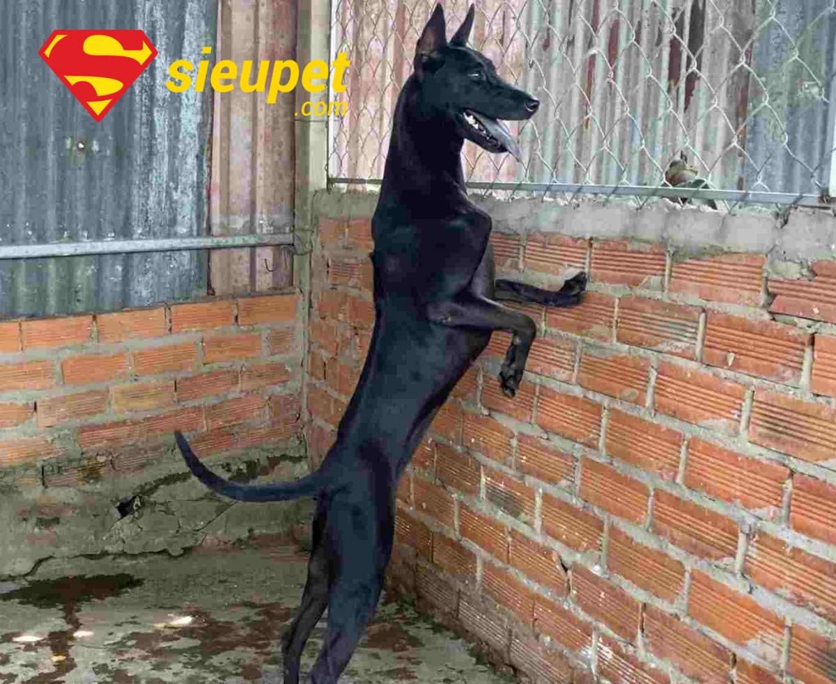 Ưu điểm của Chó au88 Lưỡi Đen