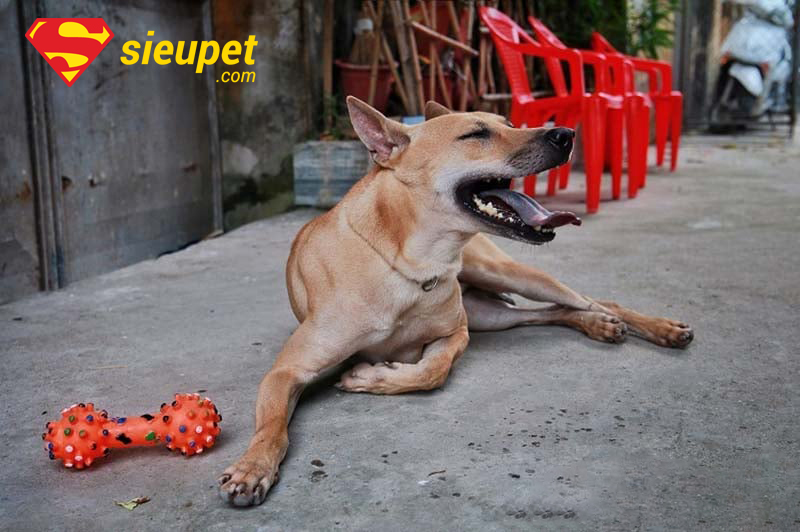 Vẻ đẹp của chó au88 với đôi tai dựng chuẩn