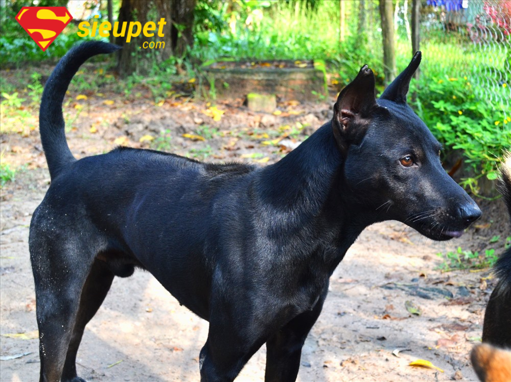chó phú quốc săn heo rừng theo bầy