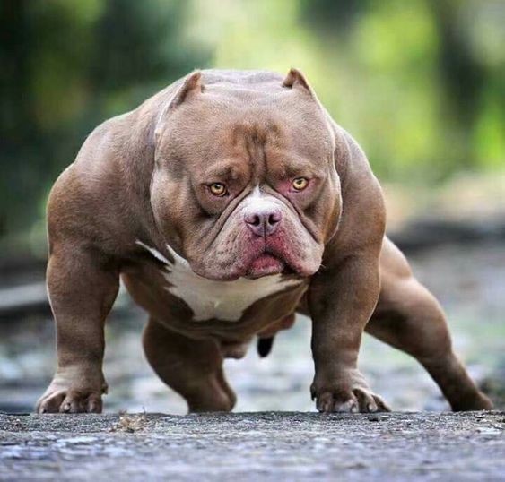 chó pitbull cơ bắp