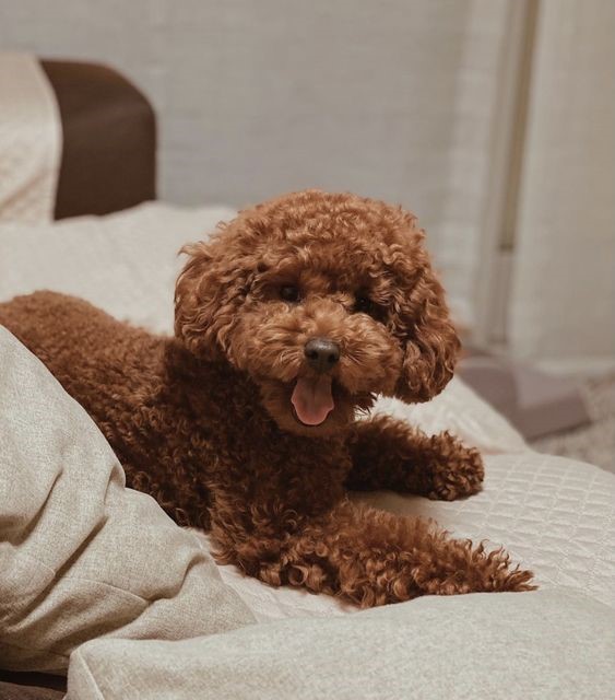 bán chó poodle