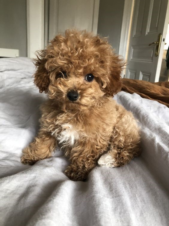 mua chó poodle lai giá rẻ