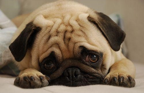 chó pug mặt xệ