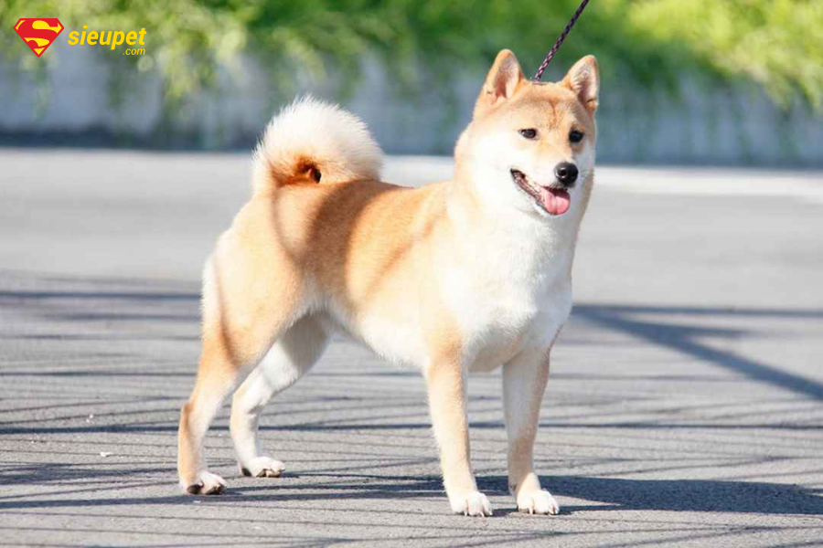au88 cười có giá bao nhiêu? 