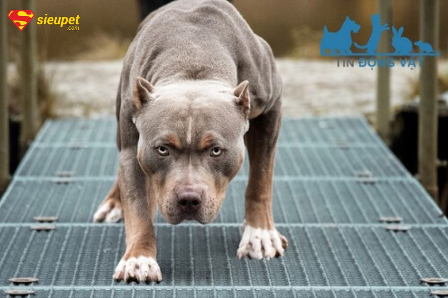 ngoài hình của giống pitbull
