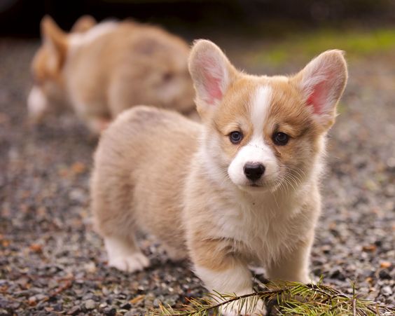 Huấn luyện corgi cần nhẫn nại