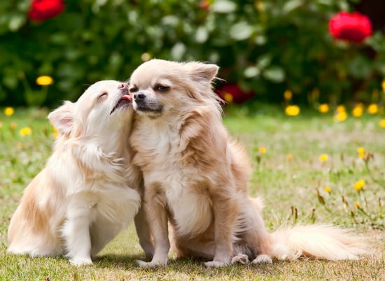 ảnh của giống chó chihuahua
