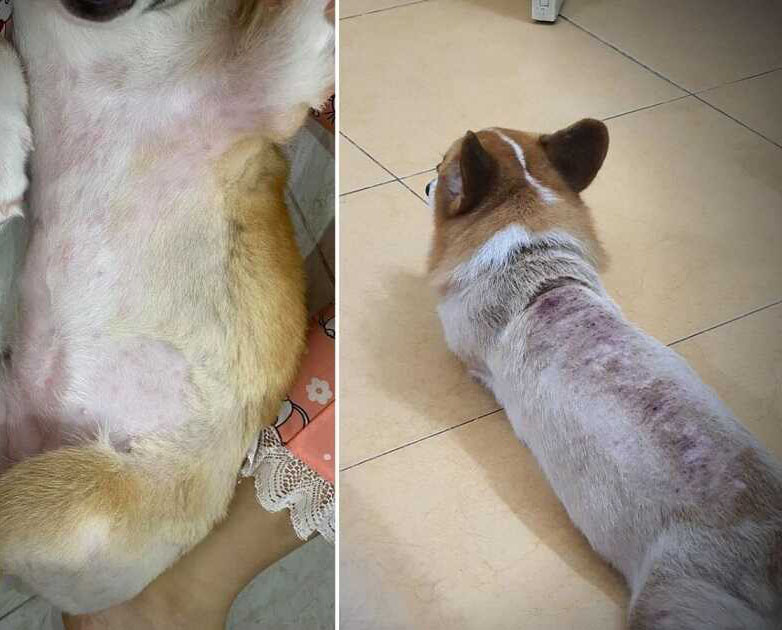 Da của chó au88 app đỏ lên vì bị viêm da