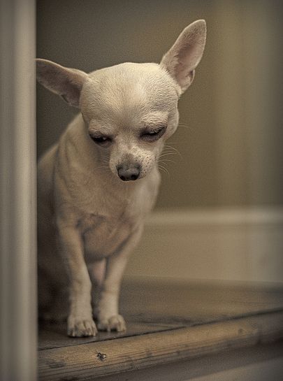 ảnh của chihuahua trắng