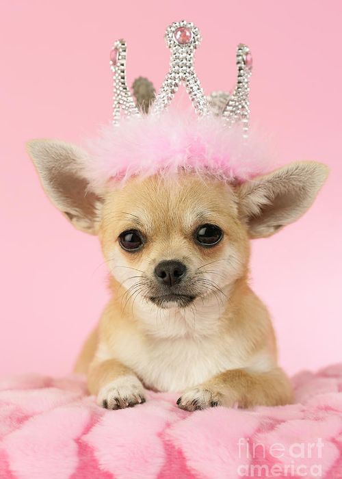 chihuahua dog dễ thương