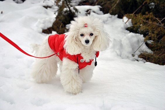 địa chỉ mua chó poodle giá rẻ