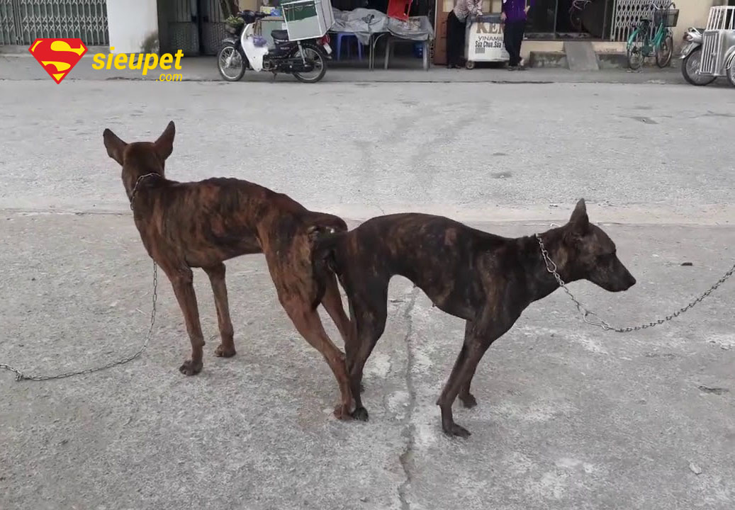 Giải đáp các câu hỏi thường gặp về địa chỉ phối giống chó au88