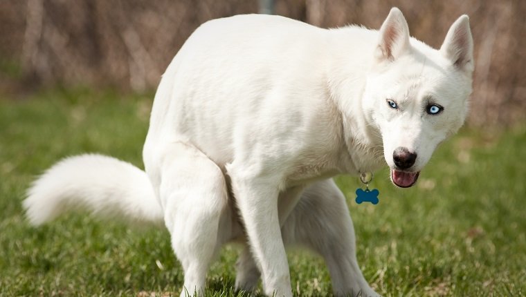 ảnh chó husky