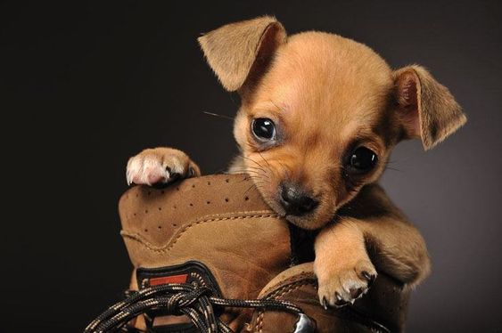 hinh anh cho chihuahua