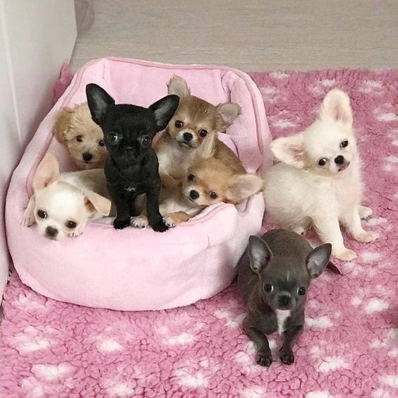 ảnh chihuahua con