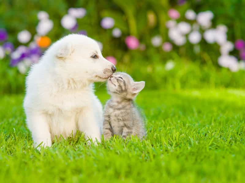 Hình ảnh các chú chó đáng yêu