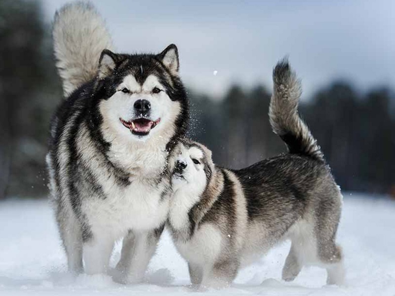 Mua Bán Chó au888 casino Malamute