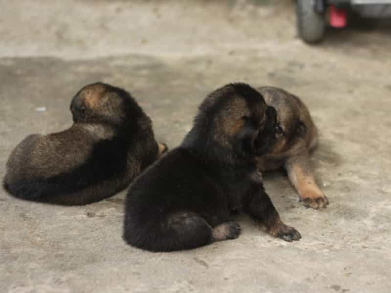 Tướng chó phú quý