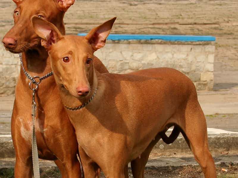 au88 app AI Cập Pharaoh