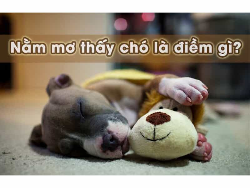 Giải mã giấc mơ thấy chó