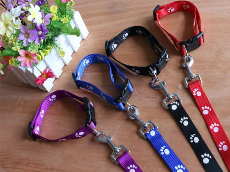 Các mẫu dây dắt chó mèo