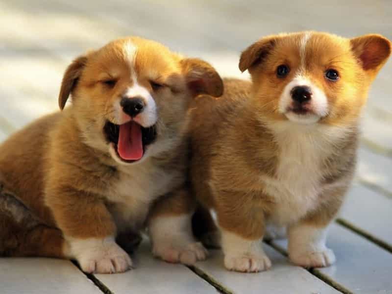 Top 7 giống chó nhỏ đáng yêu