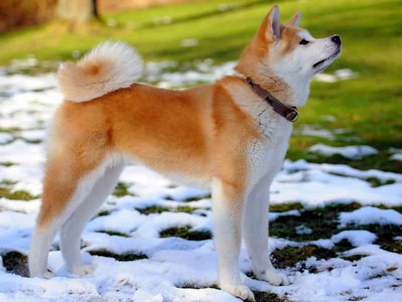 Điều thú vị về au88