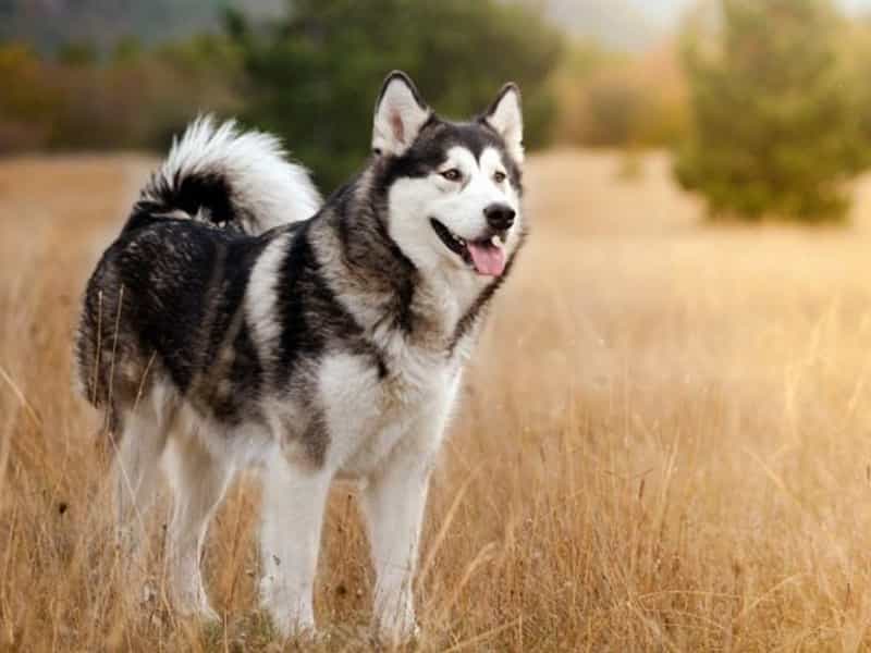 Các giống au888 casinon Malamute