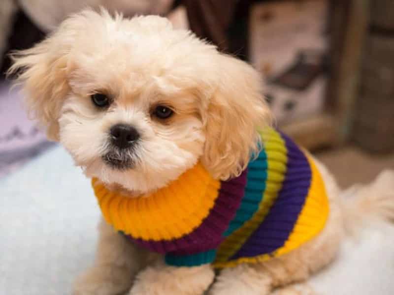 Các giống bắc kinh lai