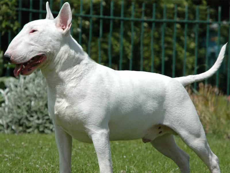au88 app Bull Terrier