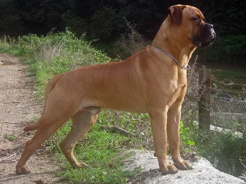 au88 app ngao Bò Bullmastiff
