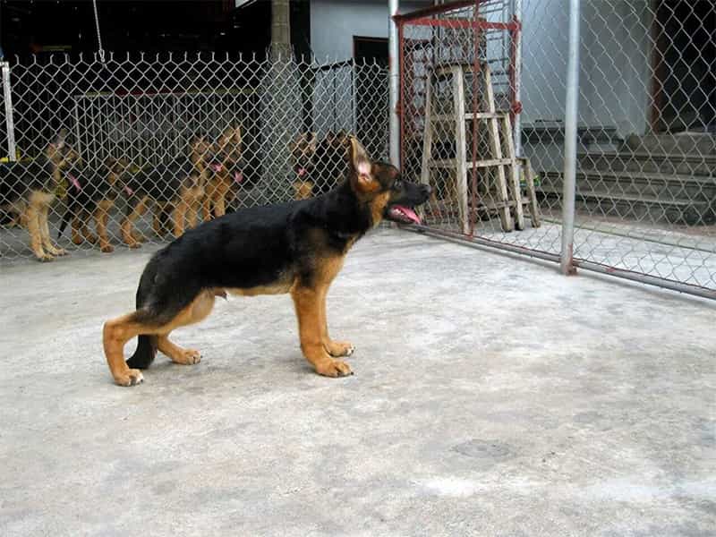 Chó bị hạ bàn