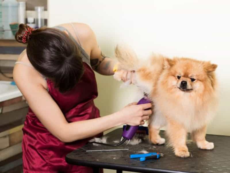 Cách cắt tỉa lông cho chó