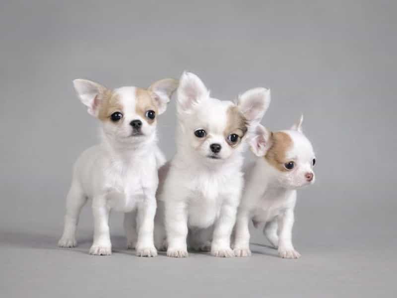 Top 3 giống chó cảnh