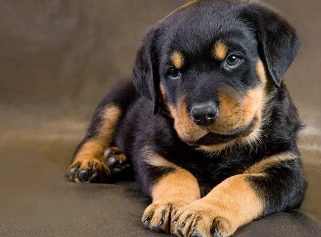 chó 4 mắt là chó gì