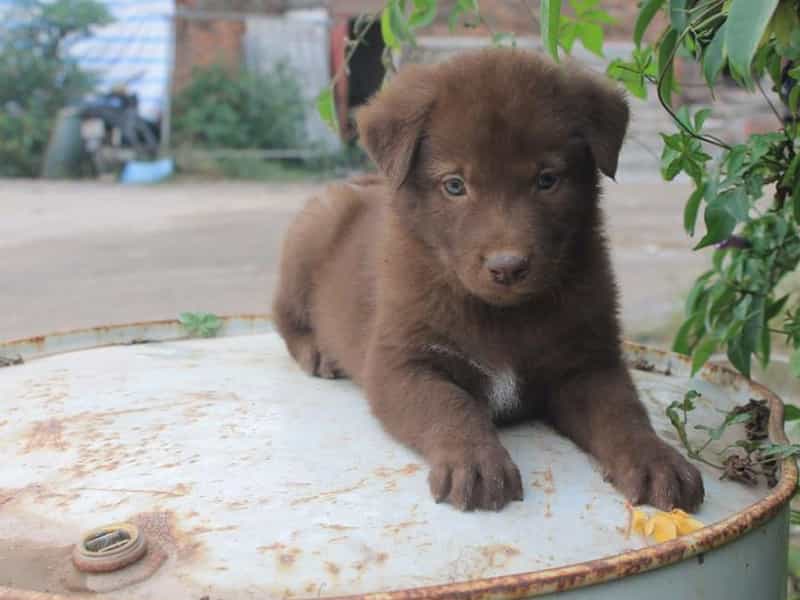3 giống chó gấu
