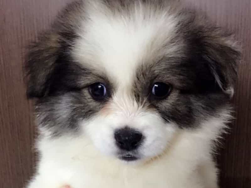 Top 5 Chú Chó Giá Rẻ Dưới 1 Triệu